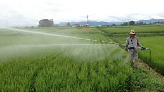 田んぼ防除2014『動力噴霧器登場です！』 Rice field disinfection Power atomizer [upl. by Akissej]