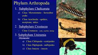 Biology 182 Arthropoda [upl. by Settera303]