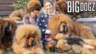 Tibetan Mastiffs  The 200lbs Bear Dogs  BIG DOGZ [upl. by Thessa]