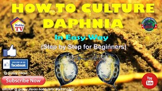 HOW TO CULTURE DAPHNIA In Easy Way [upl. by Justine512]