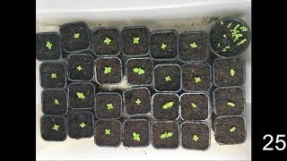 How to germinate Paulownia tree from seeds [upl. by Eberta94]