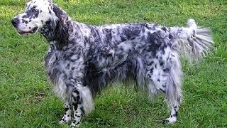 English Setter [upl. by Brig]