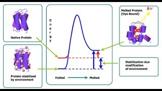 Factors affecting protein stability [upl. by Tait26]