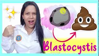 🌟💩 Blastocystis spp MORFOLOGÍA 👍 ¡Parasitología [upl. by Asirap]