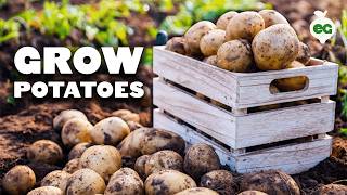 How to Grow EASY Potatoes From Seed to Harvest 🥔 [upl. by Hacceber923]