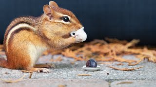 Chipmunk Extravaganza Ultimate Video For Cats To Watch [upl. by Goddart]