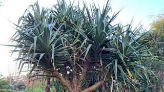 Pandanus tectorius Screw Pine  Must see July [upl. by Cohla449]