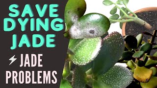 Jade Plant Problems and Pests  Save a DYING Crassula Ovata  MOODY BLOOMS [upl. by Oirtemed]