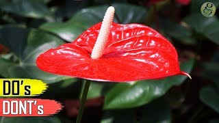 ANTHURIUM PLANT CARE TIPS – INDOOR FLOWERING PLANT [upl. by Hershell453]