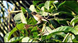 Chiffchaff Bird Call Bird Song [upl. by Lorrimer]