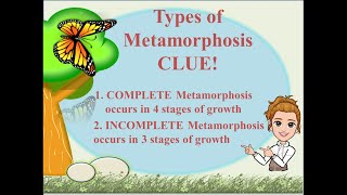 METAMORPHOSIS  Complete and Incomplete Metamorphosis [upl. by Layney]