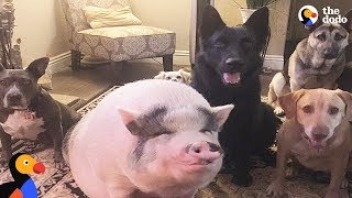 Pig Is Smarter Than His Dog Siblings  The Dodo [upl. by Enileve885]