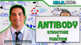 Immunology  Antibody Structure amp Function [upl. by Moule299]